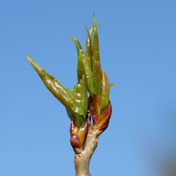 gemma di populus nigra