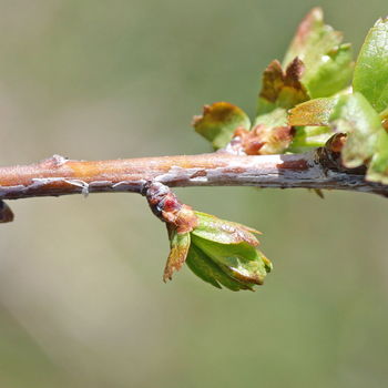 gemma di prunus spinosa