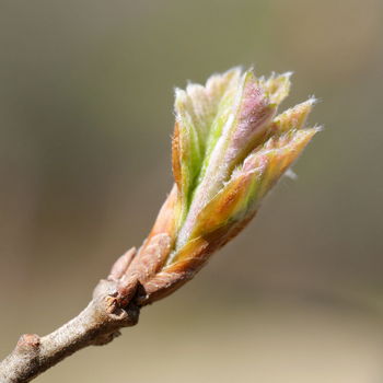 gemma di quercia