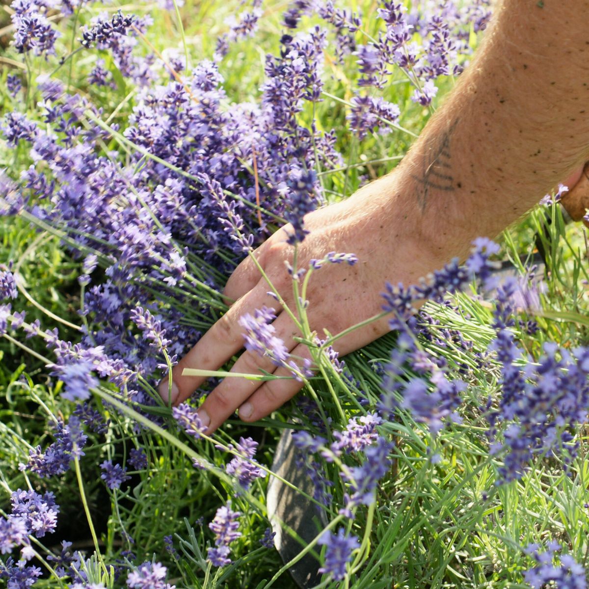 raccolta della lavanda a mano