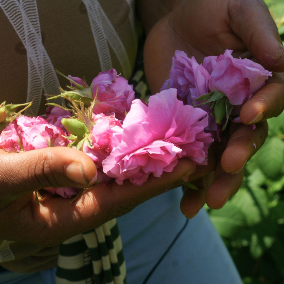 raccolta a mano della rosa damascena