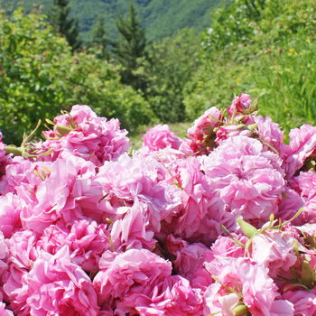 raccolta rosa