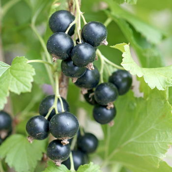bacche di ribes nigrum