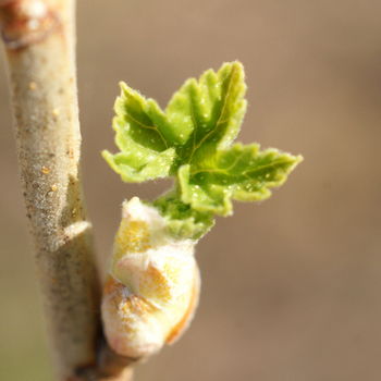 gemme di ribes nigrum