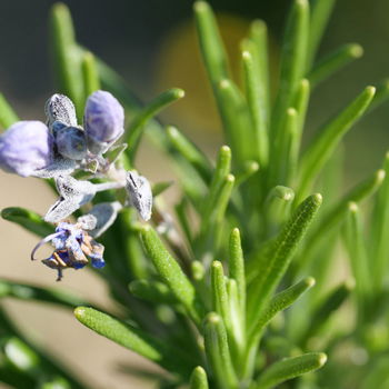 foglie e fiore di rosmarino