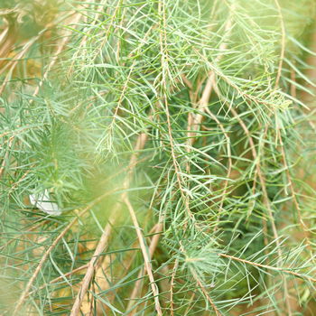 pianta di tea tree