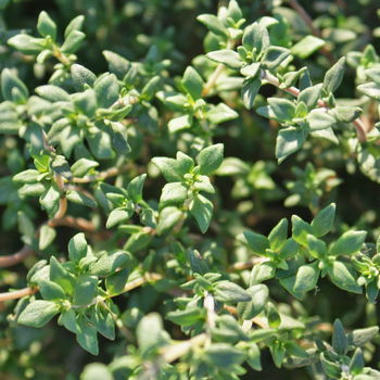 foglie di timo
