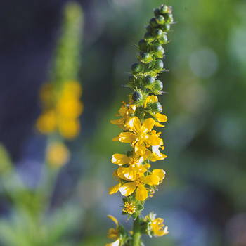 Agrimony