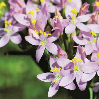 Centaury