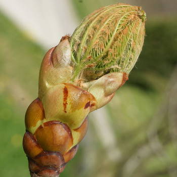 Chestnut bud