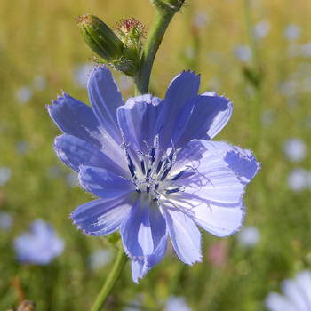 Chicory