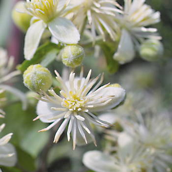 Clematis