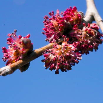 Elm