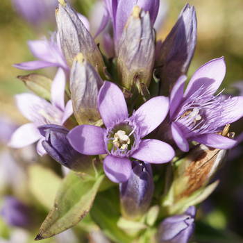 Gentian