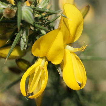 Gorse