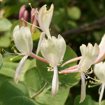 Holly