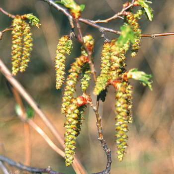 Hornbeam