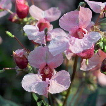Impatiens