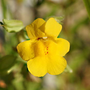 Mimulus