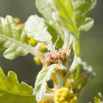 Oak