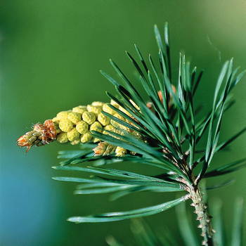 Pine