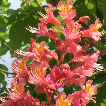 Red Chestnut