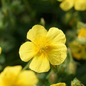Rock Rose