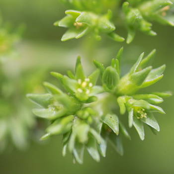 Scleranthus