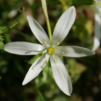 Star of Bethlehem