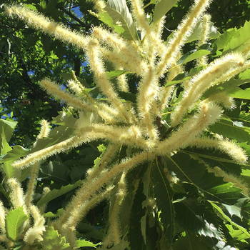 Sweet Chestnut