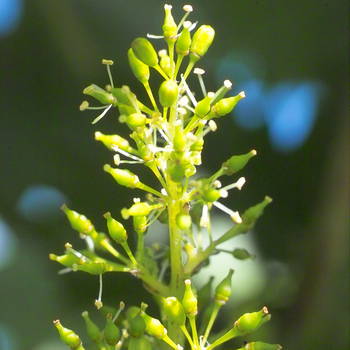 Vine