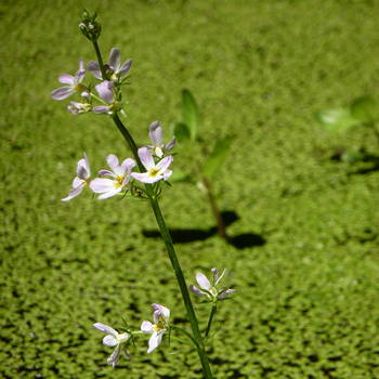 Water Violet