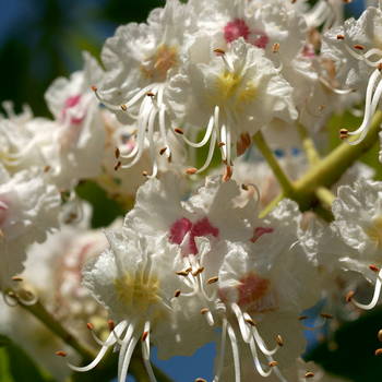 White Chestnut