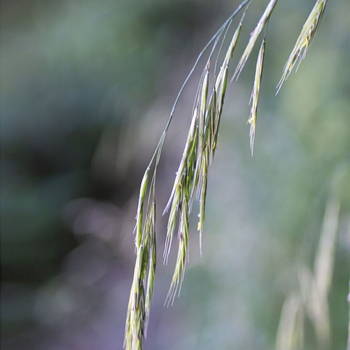 Wild Oat