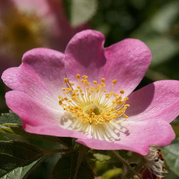 Wild Rose