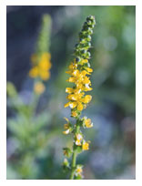 Agrimony