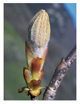 Chestnut bud