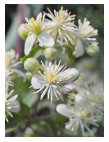 Clematis