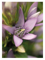 Gentian