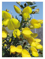 Gorse