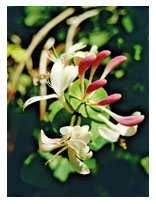 Honeysuckle