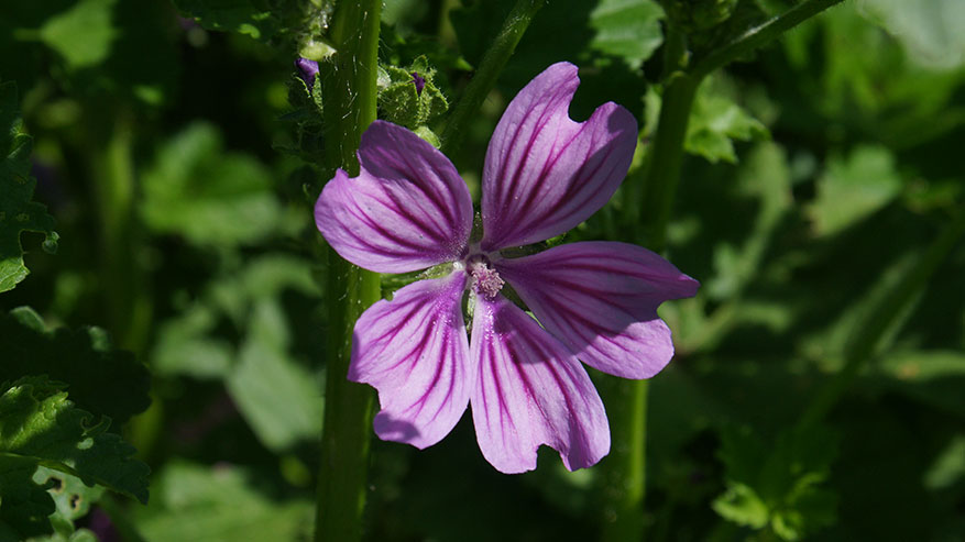 Fiori_malva