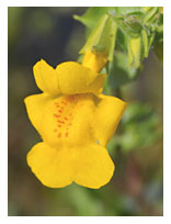 MIMULUS