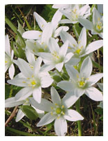 star-of-bethlehem