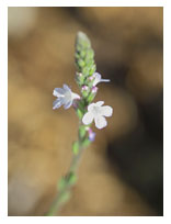 Vervain