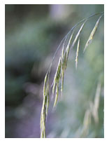 Wild oat