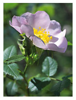 Wild Rose