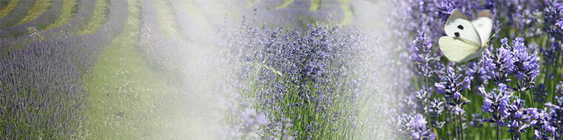 lavanda_2