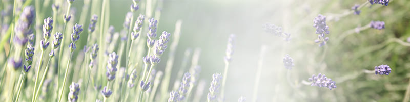 lavanda_1