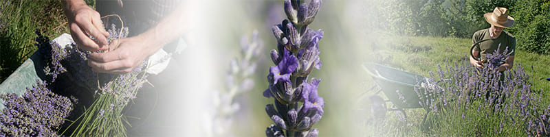 lavanda raccolta